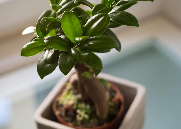 Apartament Hideaway Penthouse *